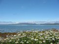 17. Wild flowers at Clew Bay